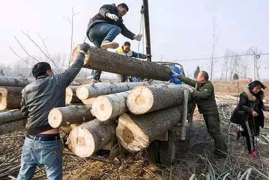 在农村，前几年的摇钱树，为何如今人人恨？很多地区都开始砍了