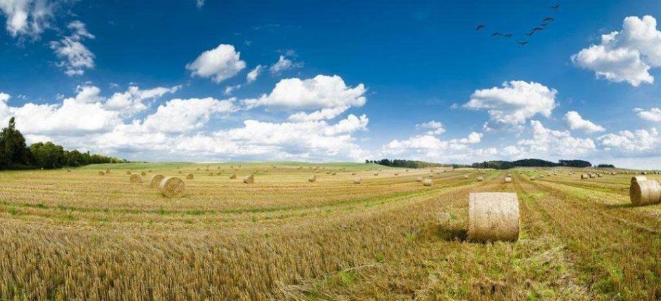 新麦报价1小时涨1分，还在涨!今年小麦要翻天?