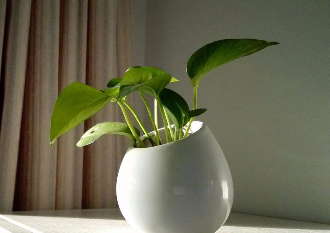 怎么养鱼缸不发绿 t01db0d14bb729ecd75.jpg