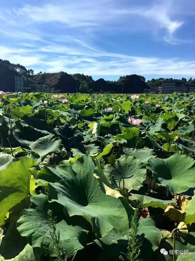 农村老哥晒美宅，200万建竹林、花园舒适庭院，更有百里荷花池