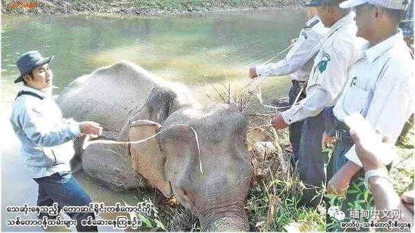 缅甸之吉兽的频频惨死荒野，缅甸政府决定严！打！