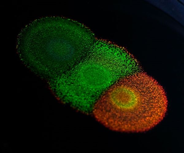 《自然》图像团队选出2月最锐利科学图片