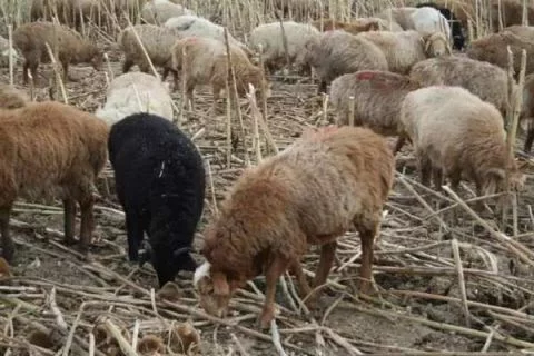 登录查看大图