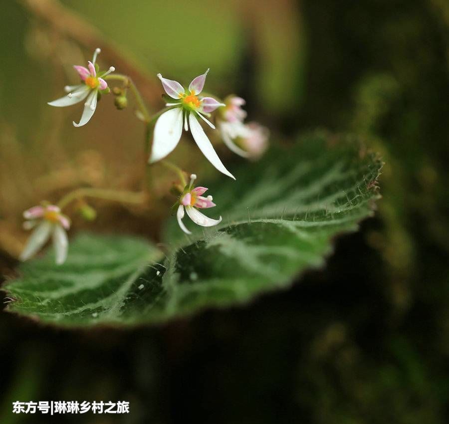 农村山岩上一种漂亮的野草，适合当盆栽，一盆卖到127元