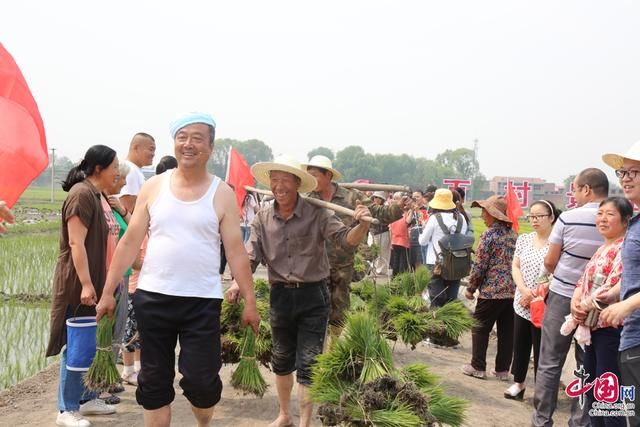 山西太原晋源区再现“千家灌禾稻”盛景