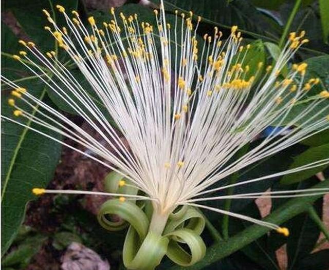 张大爷家的发财树开花结果,种子送给邻居,满