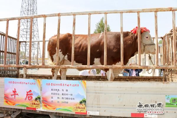 看看谁家养的牛真的牛 临泽倪家营“牛王”“牛后”出炉