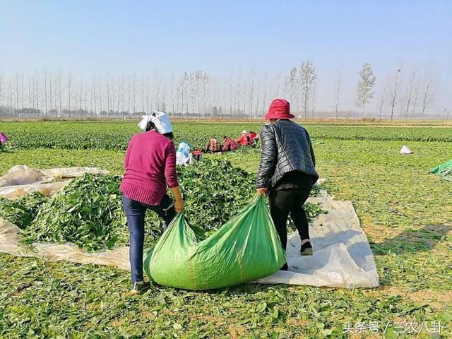 子女不能继承农村父母名下的土地，是这四大原因导致！农民要注意