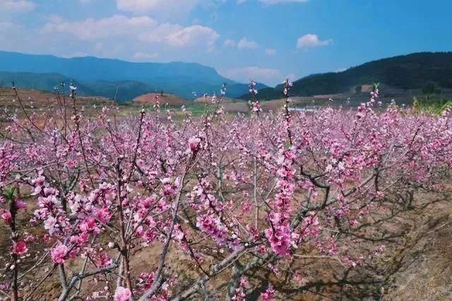 玉溪最全赏花攻略来了，花海之约不要错过!