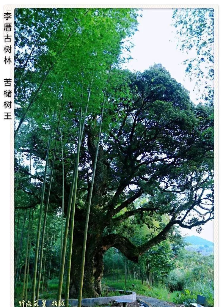 油竹人口数_人口普查(3)