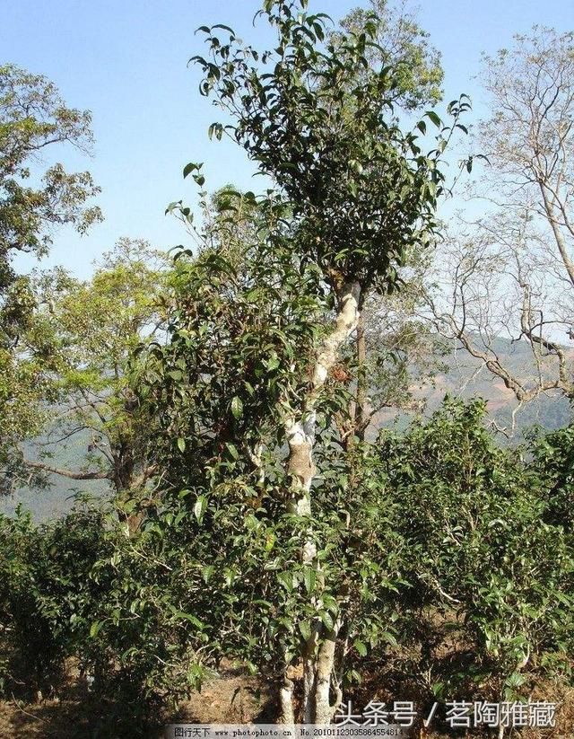 普洱茶三大产区，你知道多少