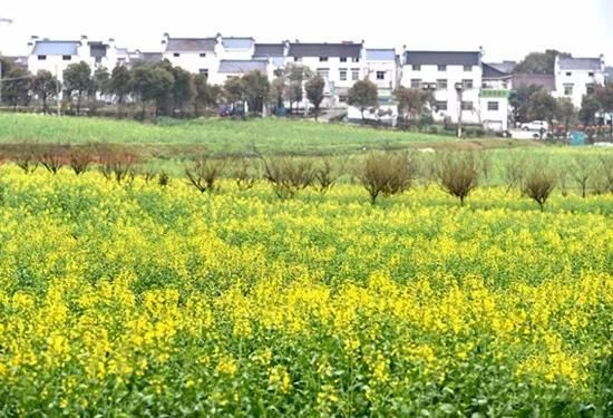 春天来了，听江苏南京村官胡骏吆喝乡村游