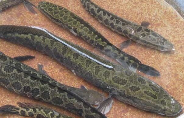 瞄准商机,农民工养殖乌鱼年赚200万