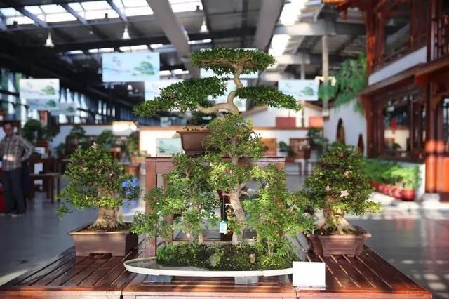 135件！绝美的盆景盛宴等你来！