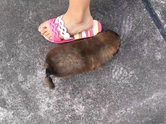 女孩洗澡回家小奶狗舔了脚,女孩低头看到小家