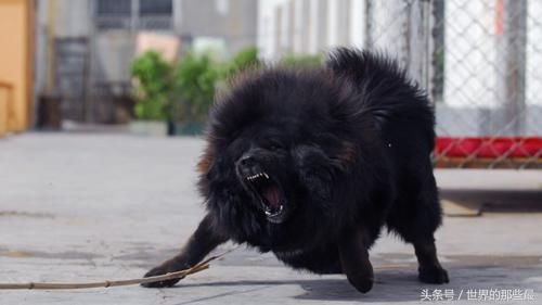什么动物能打过藏獒 t01dd81e4e95af92e1a.jpg