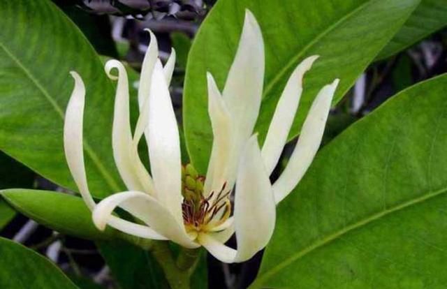 白兰花简谱_孔令侃妻子白兰花照片(2)