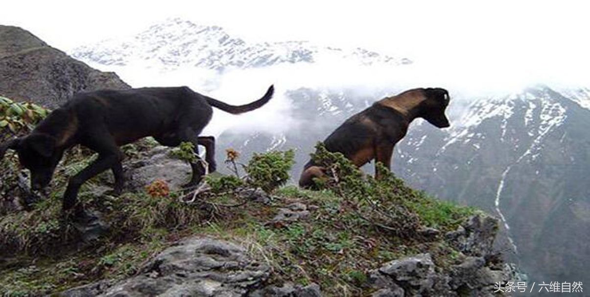最喜欢爬山的犬,一入山林就不记得回家的青川犬