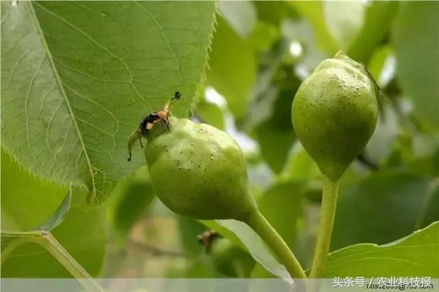 多座果园爆发赤星病，果农朋友赶快预防起来！