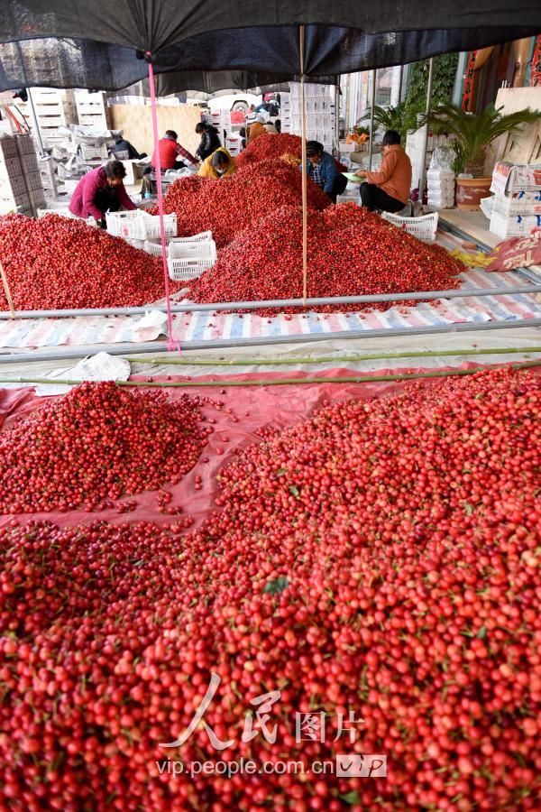 2018年5月10日,山东省枣庄山亭区水泉镇农民在果品 市场分装樱桃,准备