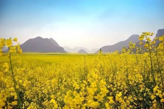 【每月在路上】三月,送你最in的赏花攻略,十大赏花胜地,愿你不