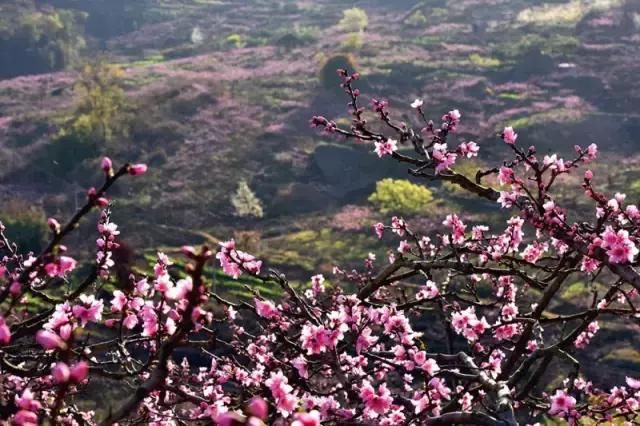 大四川七彩花海要美炸了？最新赏花地图在此，请收好！