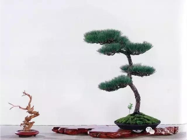 为草当作兰,为木当作松;兰幽香风远,松寒不改容,黑松盆景制作