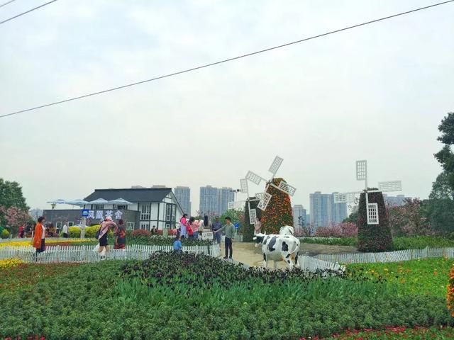 青白江凤凰湖的樱花终于开了，门票免费，再也不用去日本看樱花啦