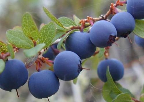 女人常吃蓝莓好处多,但吃完一种东西后,绝不能