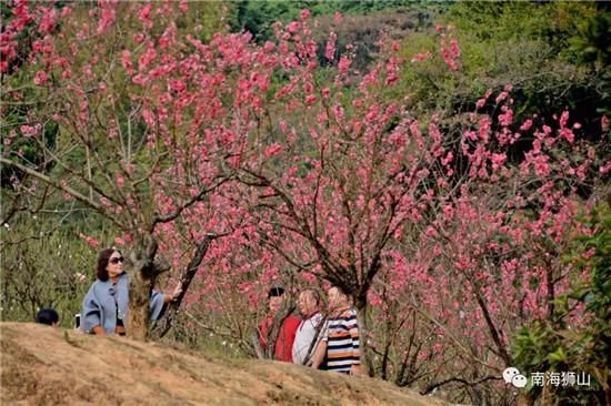 春节天气温暖 南国桃园漫山桃花已绽放