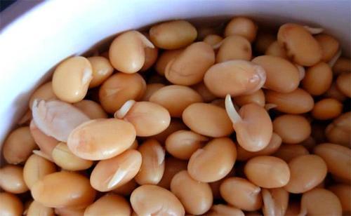 用刚发芽的大豆炒腊肉,那味道真绝了