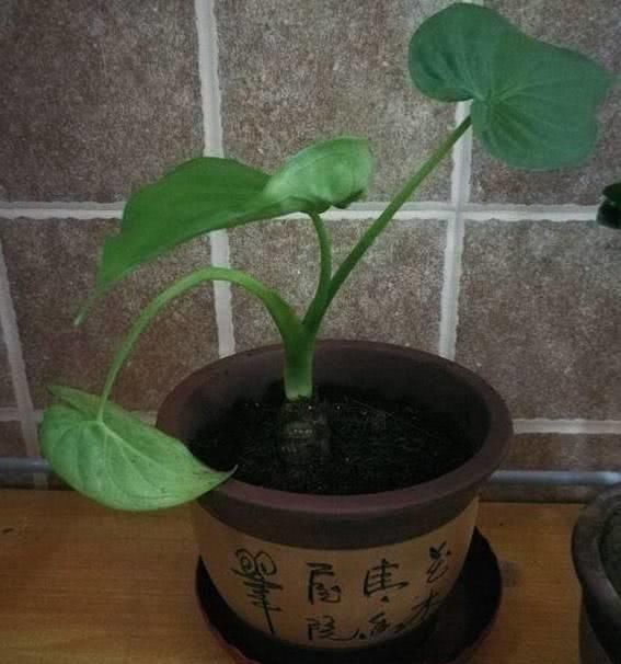 这6种植物切记不要养在室内！