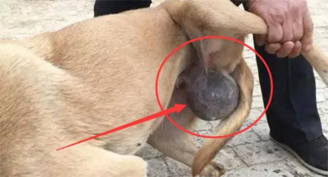 狗狗身上长出巨大肿瘤,主人带它去检查,却发现