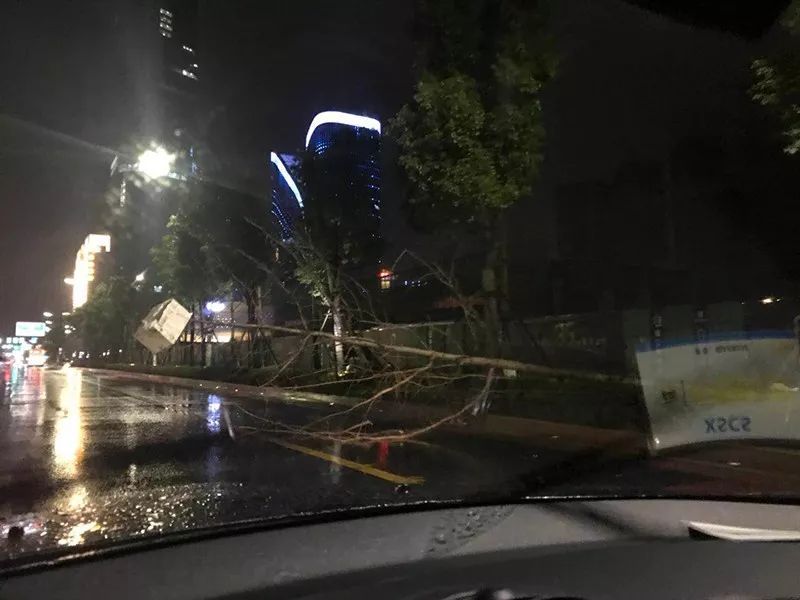 惊蛰!昨天傍晚杭州遭遇强对流天气，多处树木倒伏，建筑车辆受损!