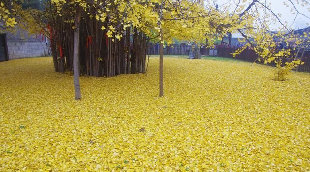 孩子学英语的分享