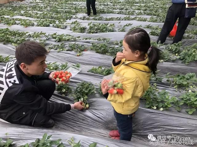 春节草莓哪里摘，扶贫园里有惊喜