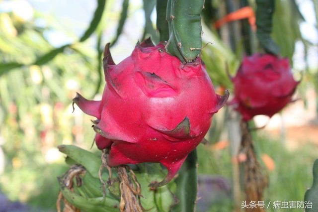 火龙果顶部的枝条向上直长不向下弯曲,有什么