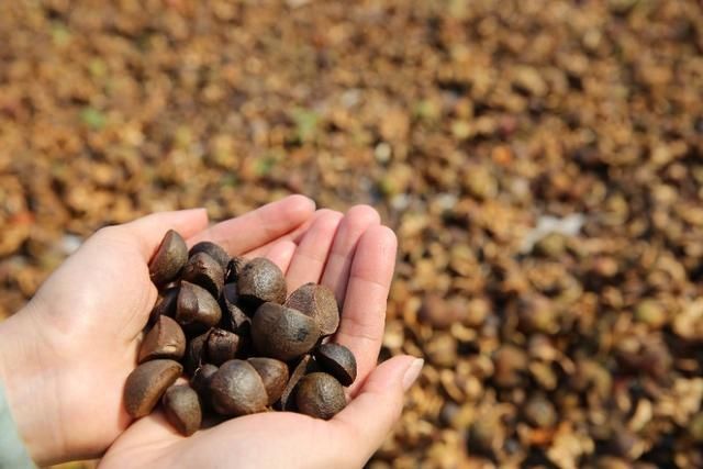 一棵油茶树点燃山村脱贫梦