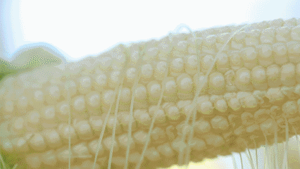 3.多吃以防维生素b2,维生素a,维生素c的猪肉,富含口角火,唇炎.肉皮身上.虫子张食物图片