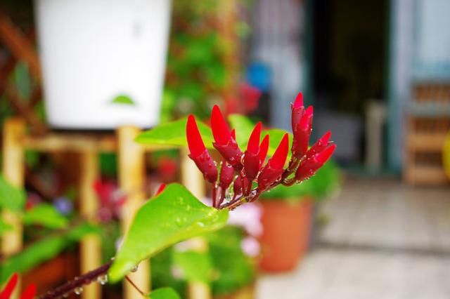 楼顶平台上的空中花园,网友:做梦都想要个这