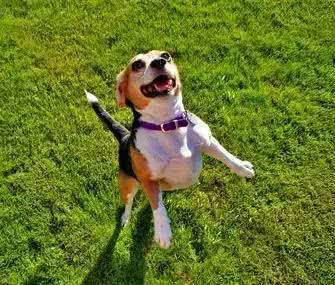 为何在千百种狗当中,偏偏就只有泰迪狗会双脚