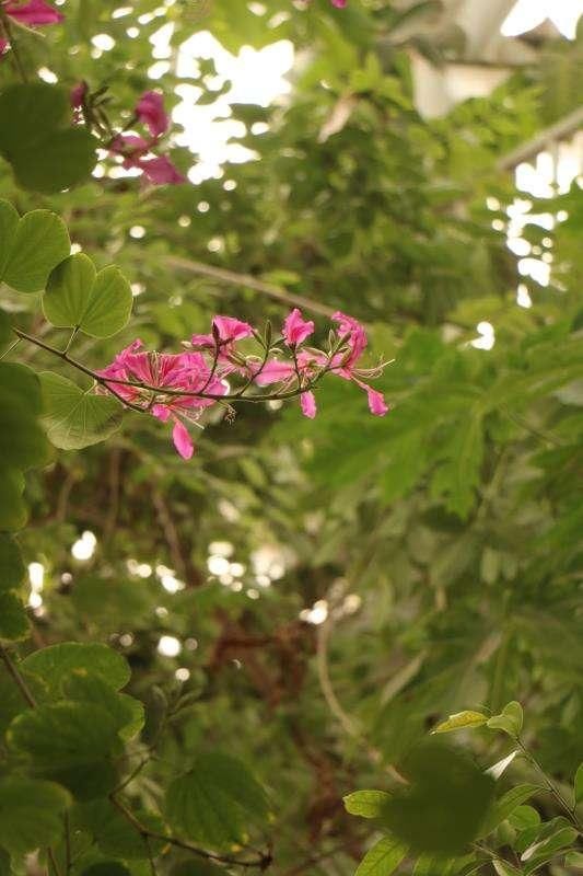 每日一花：紫荆花红花羊蹄甲