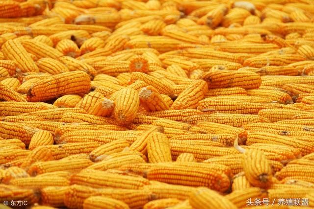 玉米阶段性反弹！想要大涨？想得太多了！