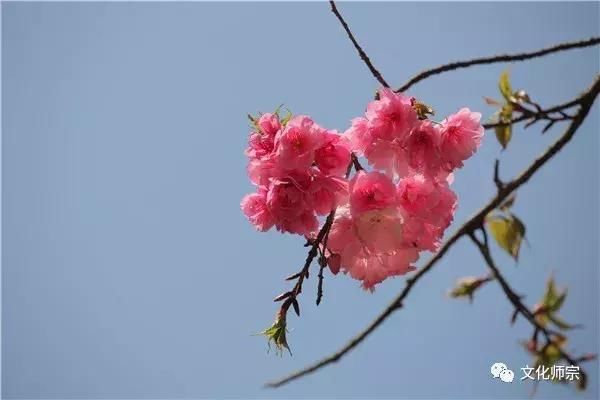 云南县级最大的樱花公园的樱花开了，通玄公园樱花已开，等你来撩