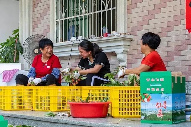 博罗荔枝清甜爽口价格亲民，到这些地方采摘就对了！