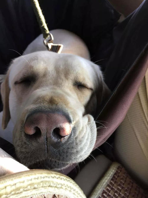 狗鼻子不黑怎么办?千万不要用黑笔涂…_【快