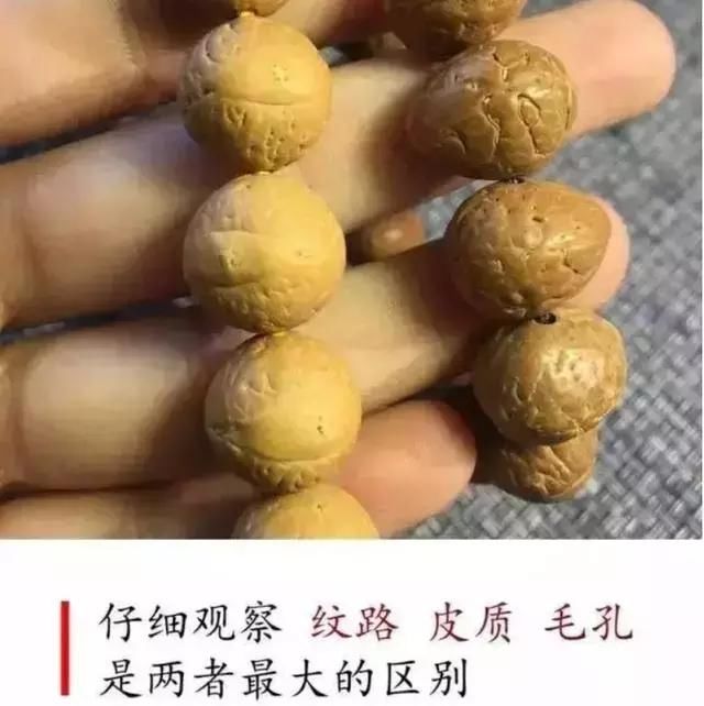 凤眼菩提--国产跟尼泊尔产究竟有什么区别?