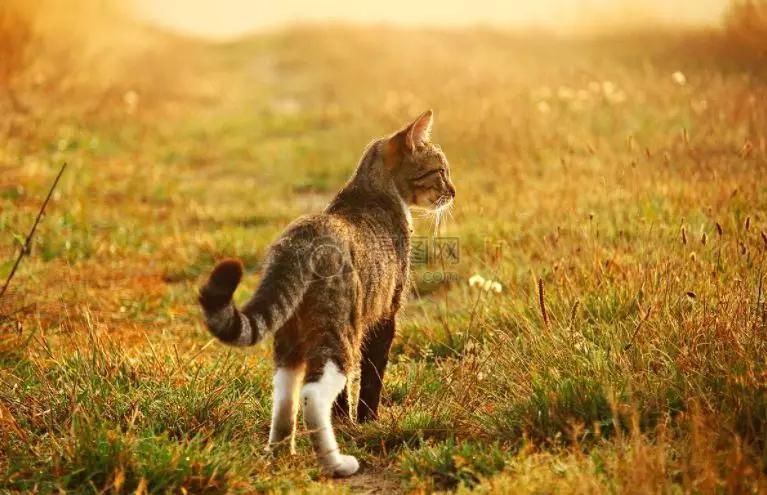 猫的记忆有多久?它会记得你这个主人吗?