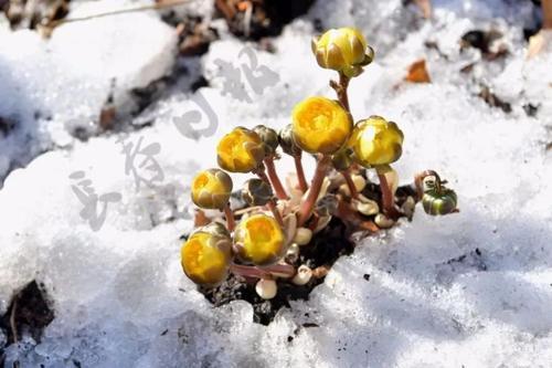 阳春三月!长春这些地方可以游玩~