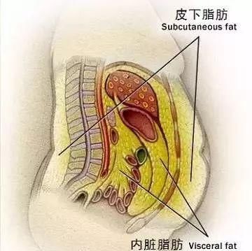 减肥，减内脏脂肪是关键！